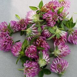 Red Clover Drying in the Sun
