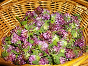 Red Clover in Basket