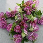 Red Clover Drying in the Sun