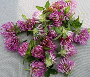 Red Clover Drying in the Sun