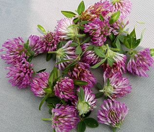 Healing Properties of Red Clover Oil