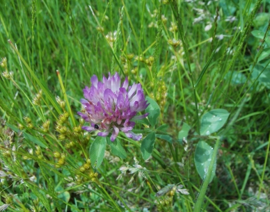 Red Clover Oil (Trifolium pratense)